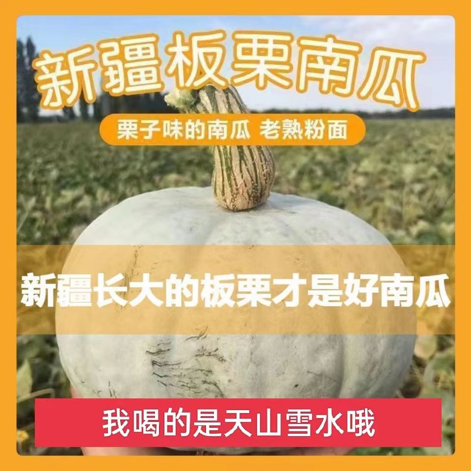 正宗新疆银栗南瓜新鲜银板栗南瓜宝宝辅食香甜粉糯新鲜南瓜批发