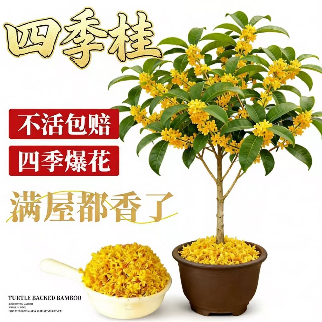 四季桂花树盆栽月月桂花树浓香型正宗桂花树四季花卉室内耐寒绿植