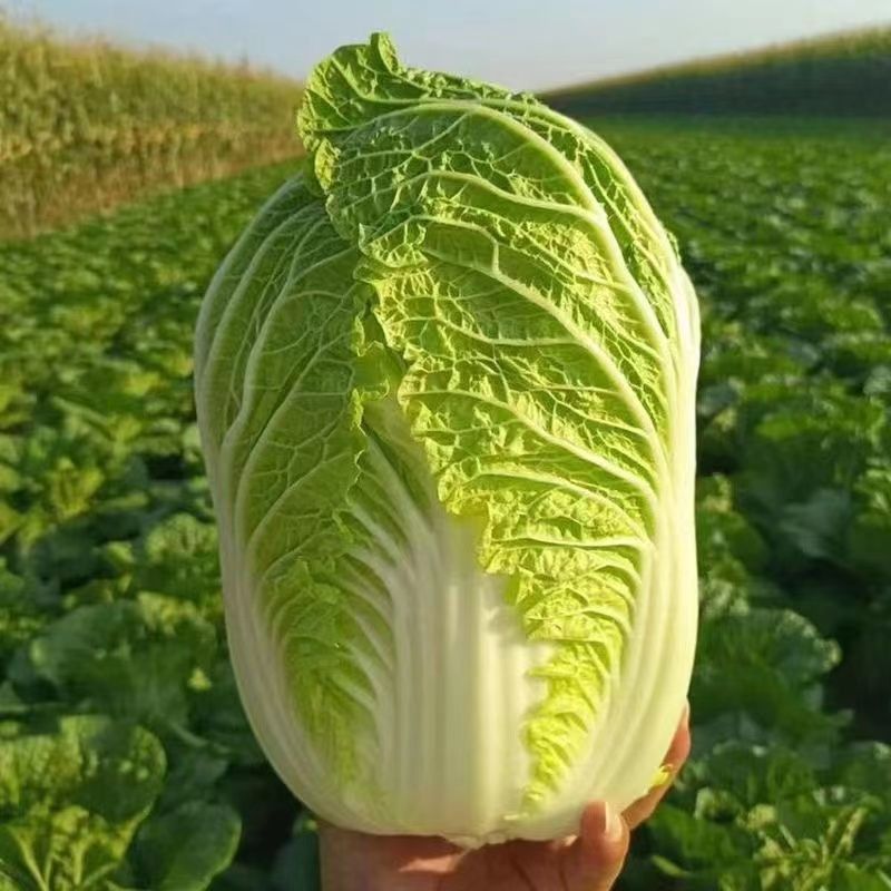 东北黑土地大白菜火锅菜白菜新鲜现砍现发薄皮蔬菜当季黄心腌酸菜