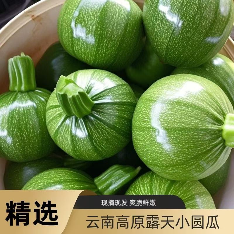 云南新鲜嫩南瓜现摘现发品质好货农家自种蔬菜小圆瓜素瓜便宜南瓜