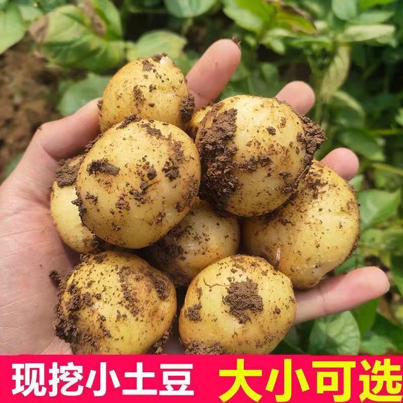 新鲜土豆正宗黄心迷你小土豆黄皮高山洋芋马铃薯现挖蔬菜整箱批发