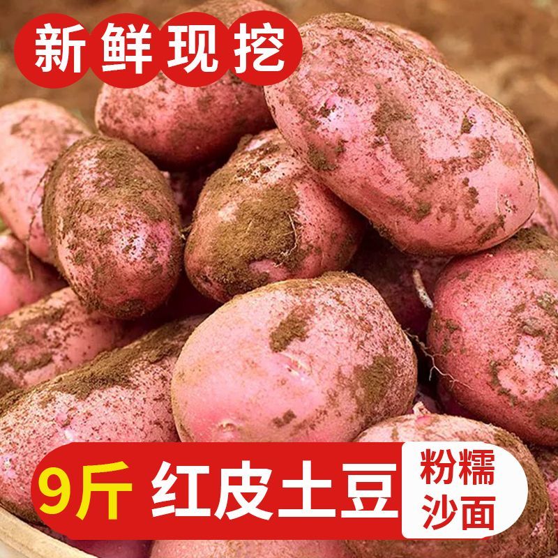 【新上市】正宗云南红皮土豆2026新鲜蔬菜粉糯马铃薯黄心洋芋批发