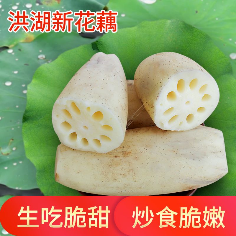 【新鲜脆藕】洪湖农家脆藕洪湖莲藕新鲜现挖脆藕片莲藕清炒1-4斤
