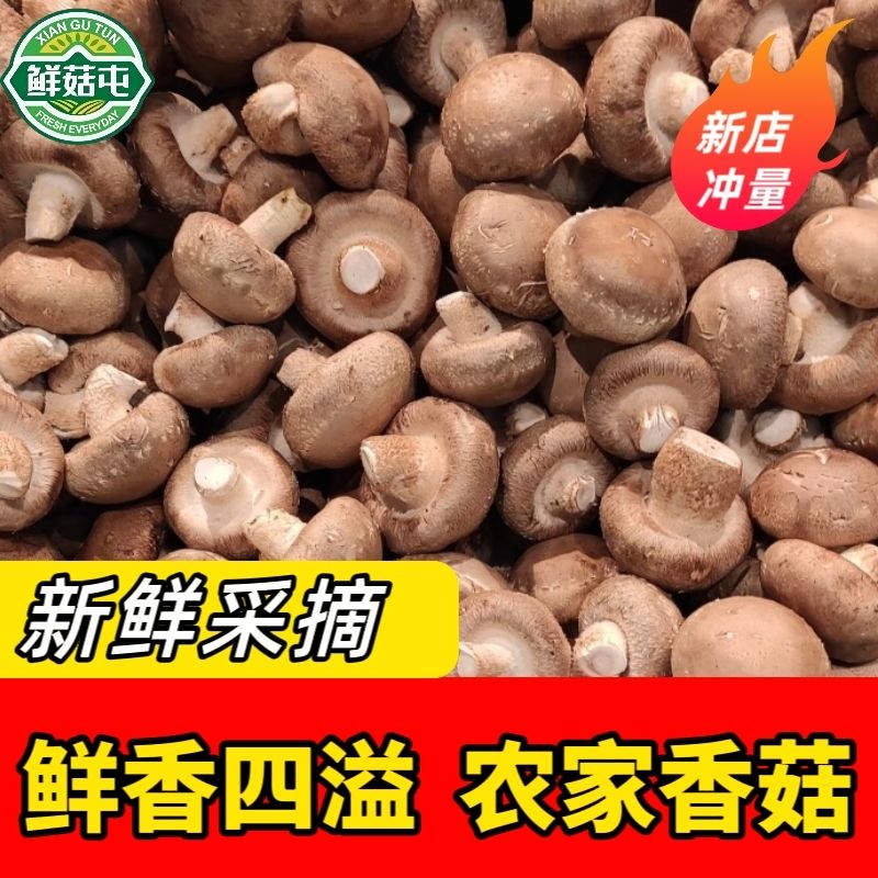【新鲜香菇】东北新鲜香菇原生态农家无农药现摘现发时令蔬菜