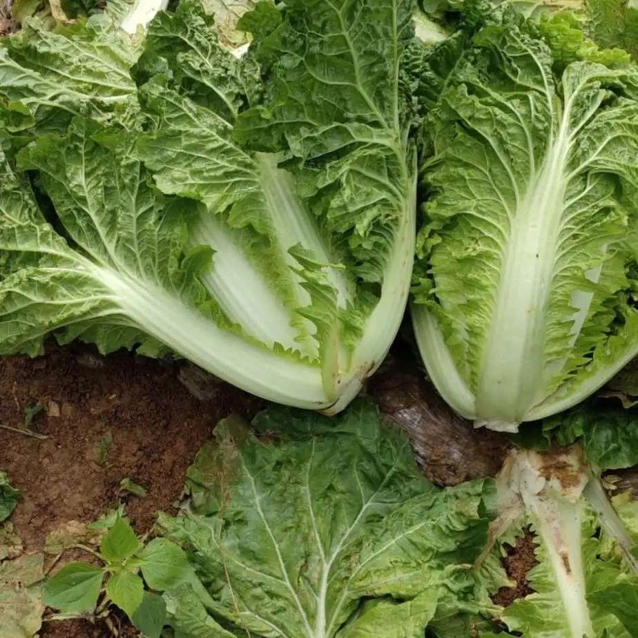 贵州高山露天种植麻叶白菜新鲜蔬菜先摘先发