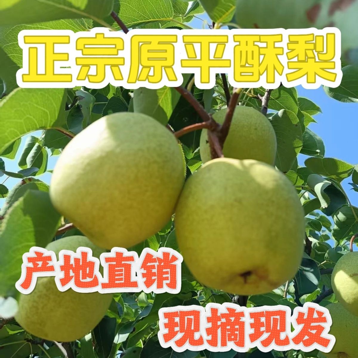 【应季新梨】同川酥梨正宗山西原平酥梨皮薄多汁甜产地直发新鲜