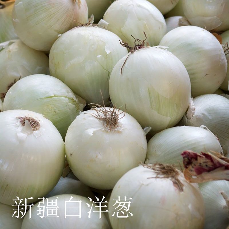 新疆白洋葱新鲜皮牙子微辣生吃凉拌脆甜多汁当季鲜葱批发