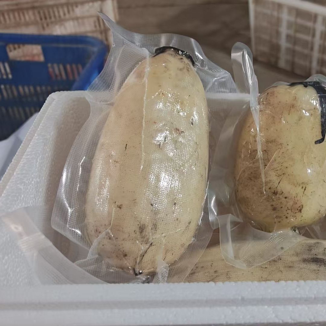 精品脆藕中段抽真空现挖现发便宜实惠自产莲藕