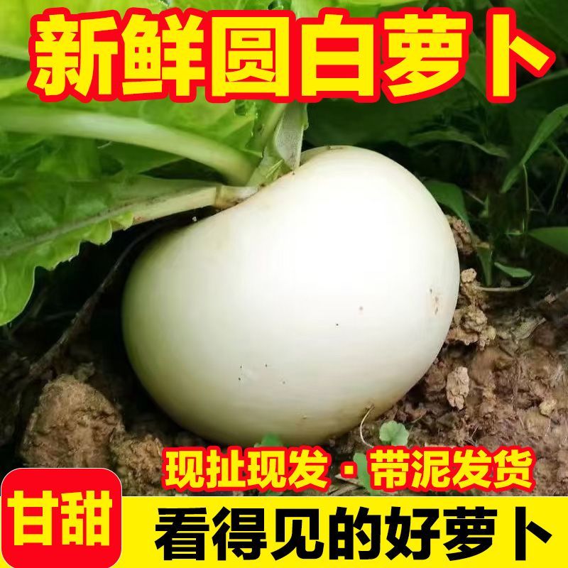 新鲜带泥小圆白萝卜 老品种圆萝卜现挖现发 生吃脆微辣生鲜蔬菜