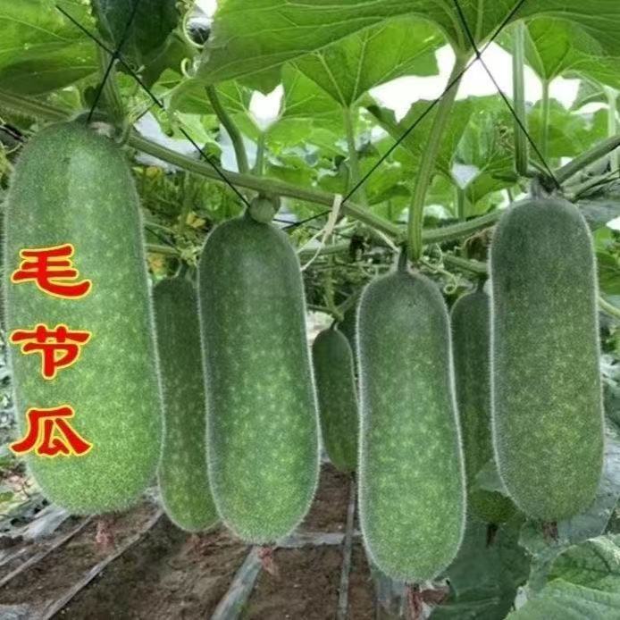 农家现摘小个冬瓜煲汤清炒新鲜有机小冬瓜广西毛节瓜毛瓜新鲜避暑