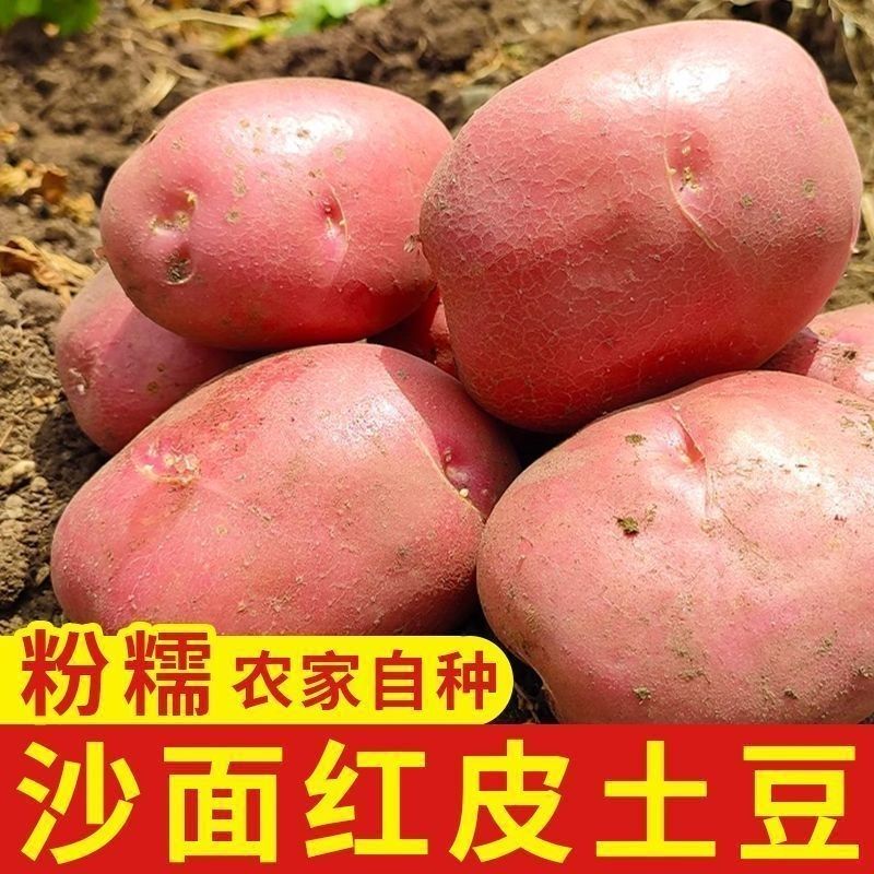 云南2026现挖新鲜红皮黄心土豆洋芋马铃薯超粉糯沙面露天农家批发