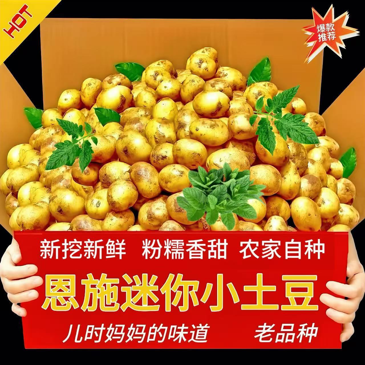 2026恩施迷你小土豆正宗黄心土豆新鲜超小个高山应季洋芋产地直发