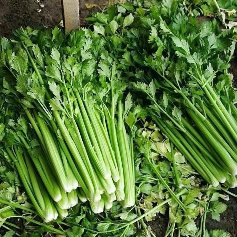 芹菜山东本地西芹农家自种现采现发无丝保鲜新鲜发货