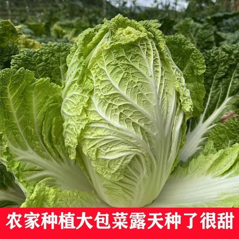 东北露天黄心大白菜农家可做酸辣白菜新鲜青菜可腌酸菜新鲜包邮
