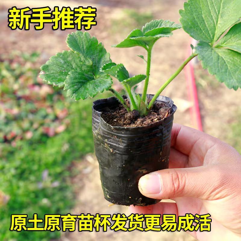 四季奶油草莓苗盆栽原盆原土南北室内外阳台庭院种植可食用草莓苗