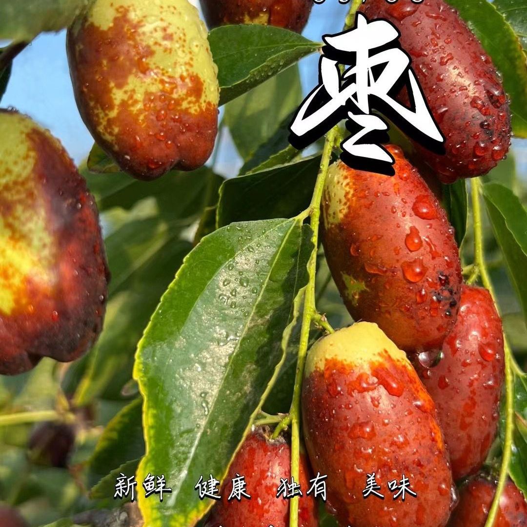 【顺丰包邮】宁夏灵武长红枣脆甜甘甜新鲜灵武长枣自家种植