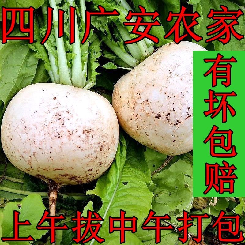 正宗春不老白圆萝卜农家自种四川圆白萝卜现挖脆嫩当季萝卜新鲜