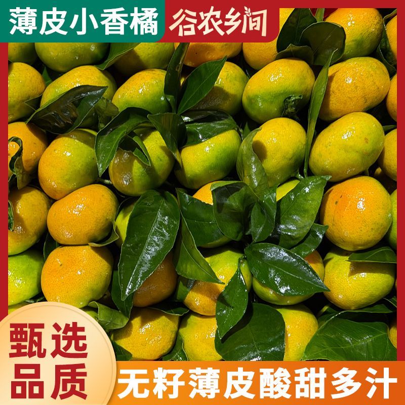 青皮橘子薄皮青皮蜜橘新鲜水果皮孕妇无核水果蜜桔桔子酸甜当季