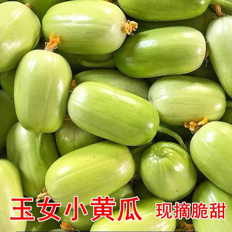 山东新鲜蔬菜金童玉女黄瓜现摘水果小青瓜生吃嫩(现摘)应季蔬菜