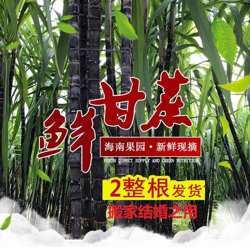 整根海南三亚黑皮甘蔗当季新鲜水果特产结婚新居搬家乔迁喜事