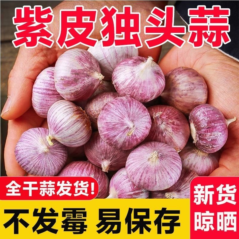 【独头干蒜】干紫皮独头蒜大蒜头新蒜特大独蒜批发价红皮独牛干蒜