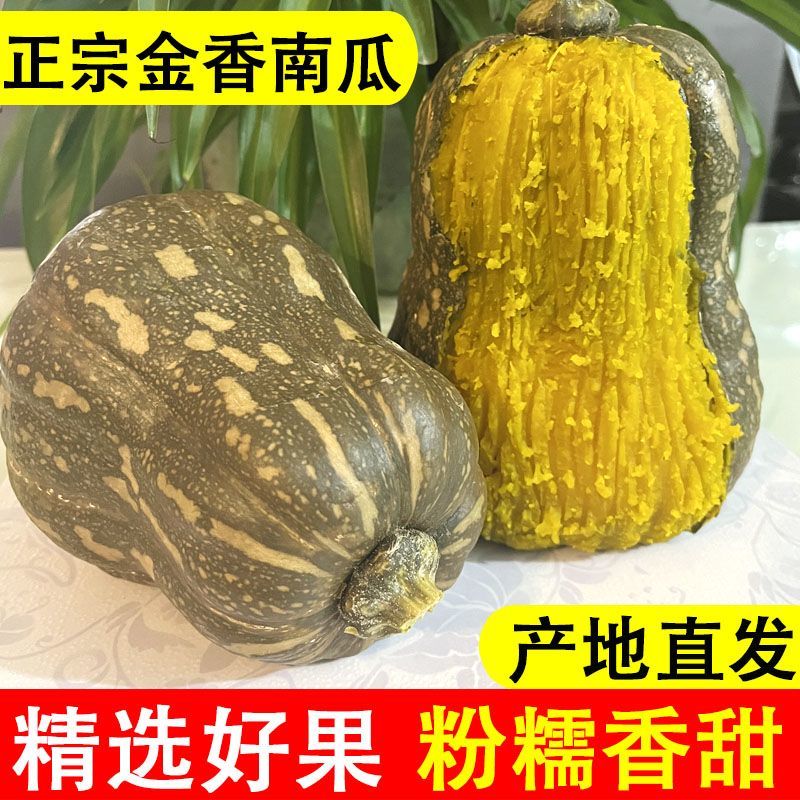 泰妃绵甜花生小金香南瓜奶油面板栗味 非 贝贝南瓜宝宝辅食