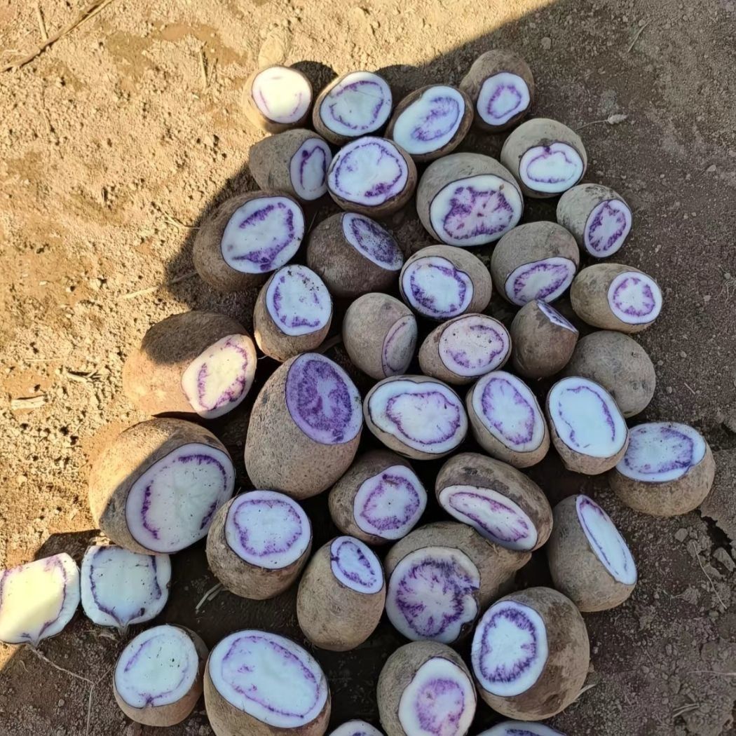 贵州七彩土豆大山紫心乌洋芋沙面软香粉糯无筋花青素大山包黑金刚