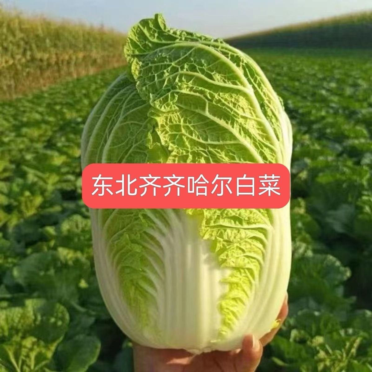 东北新鲜白菜黄心菜现摘蔬菜火锅大白菜黄白菜现砍现发