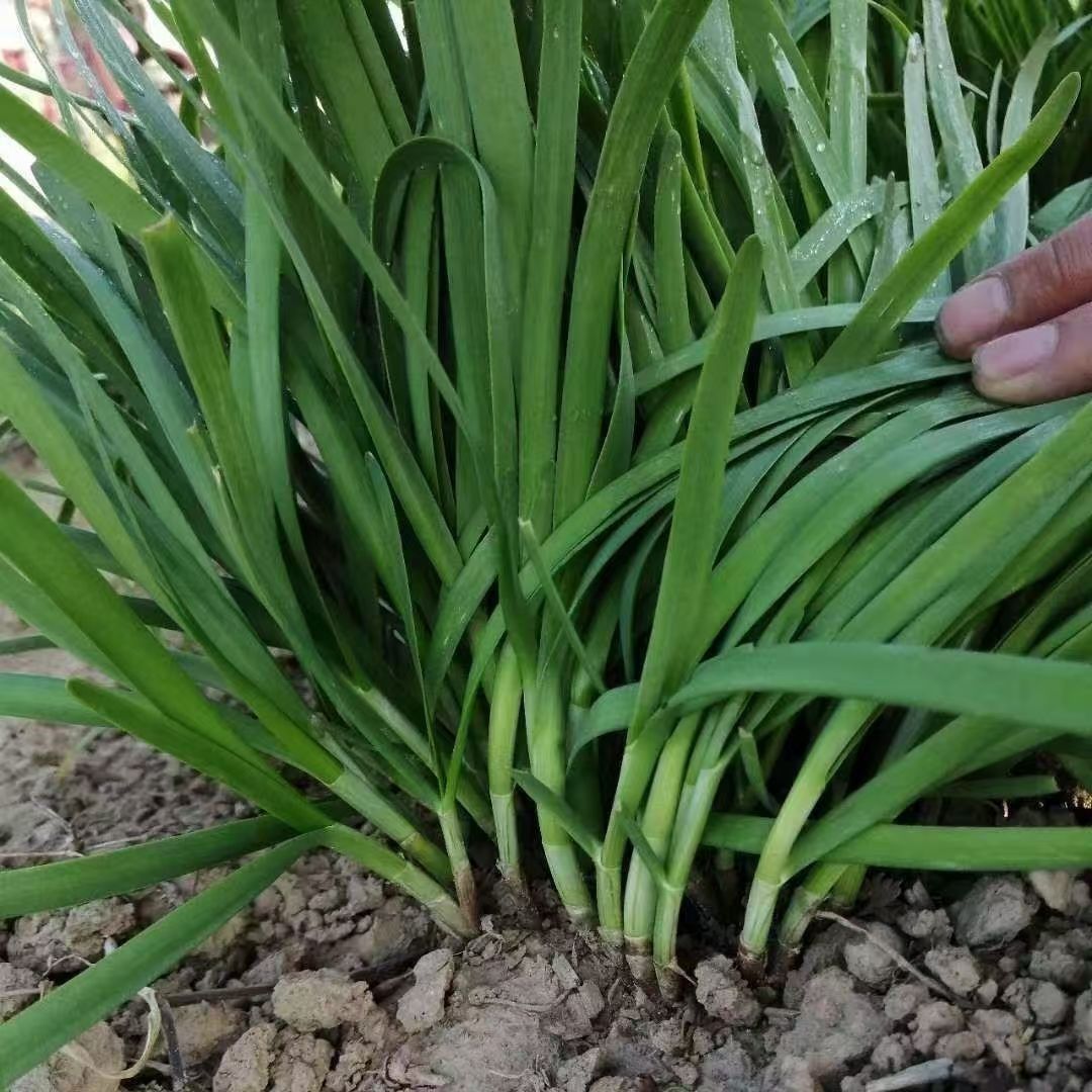 河北头茬韭菜新鲜发货韭菜新鲜到家农家时令蔬菜四季韭菜实惠装