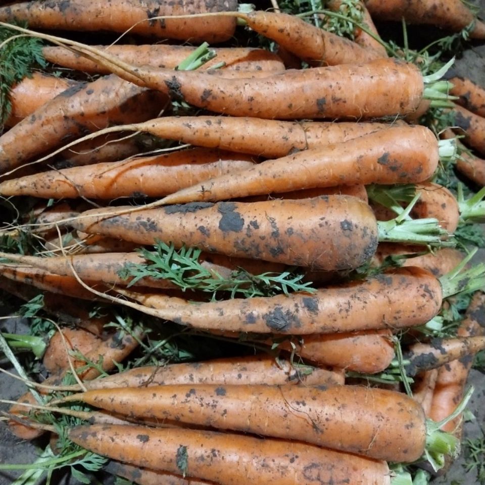 新鲜老品种胡萝卜农家自种非转基因现拔带泥红萝卜宝宝辅食锥形