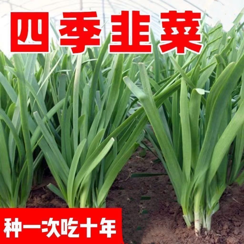 宽叶青韭菜根苗现挖头茬根苗绿韭菜根苗阳台庭院种植好成活四季