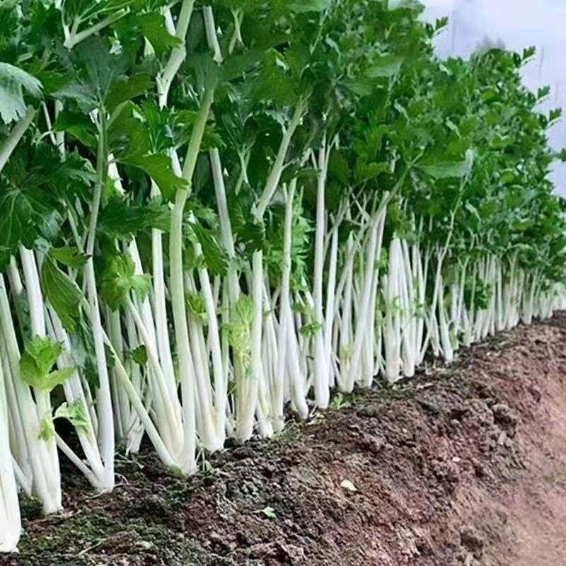 【云南】新鲜芹菜农家自种带根现拔现发香芹包饺子炒肉四季当季