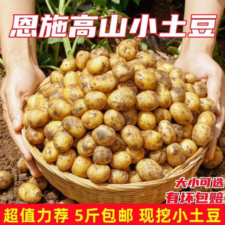 恩施小土豆土豆新鲜现挖黄心黄皮正宗农家批发迷你马铃薯洋芋蔬菜