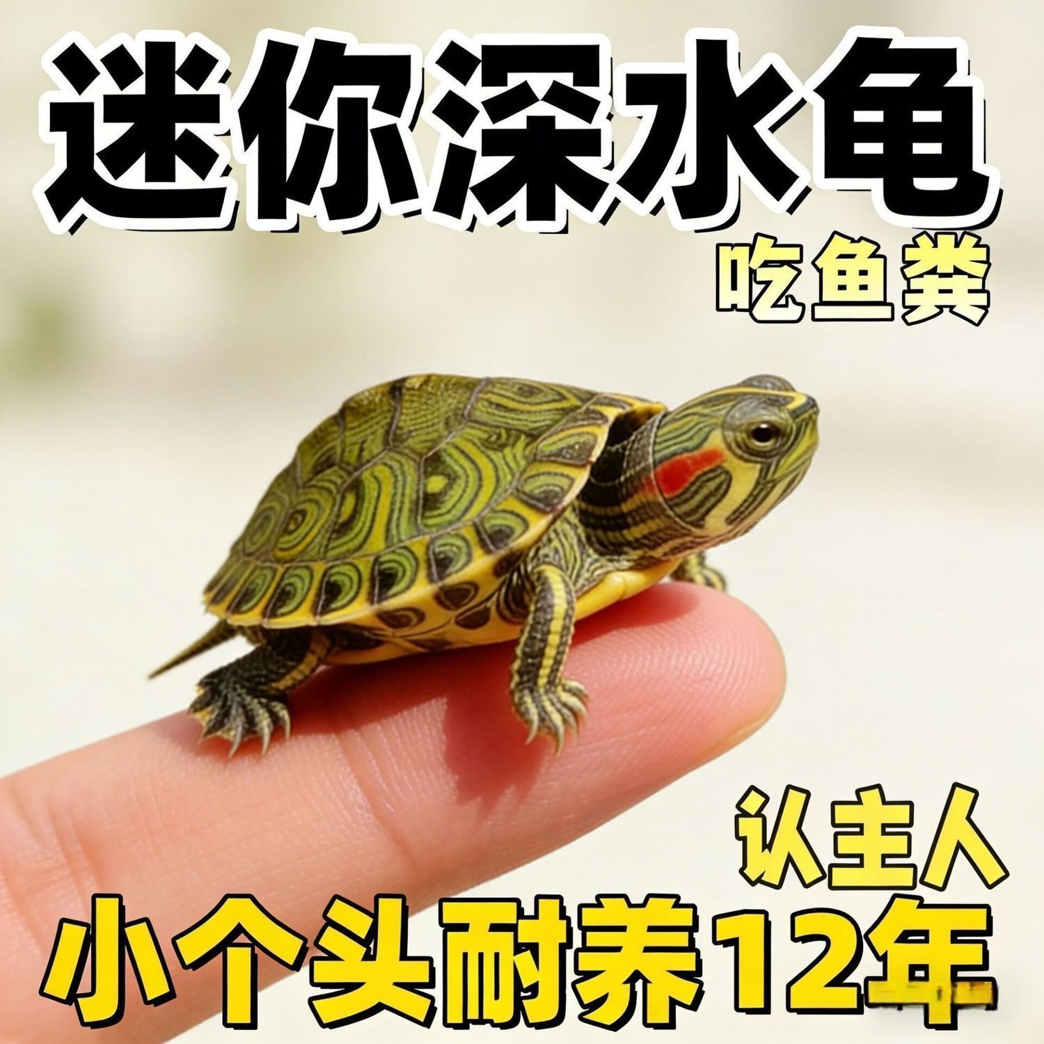 可以和鱼一起饲养的龟情侣一对黄耳小乌龟净鱼缸水质深水迷你小龟