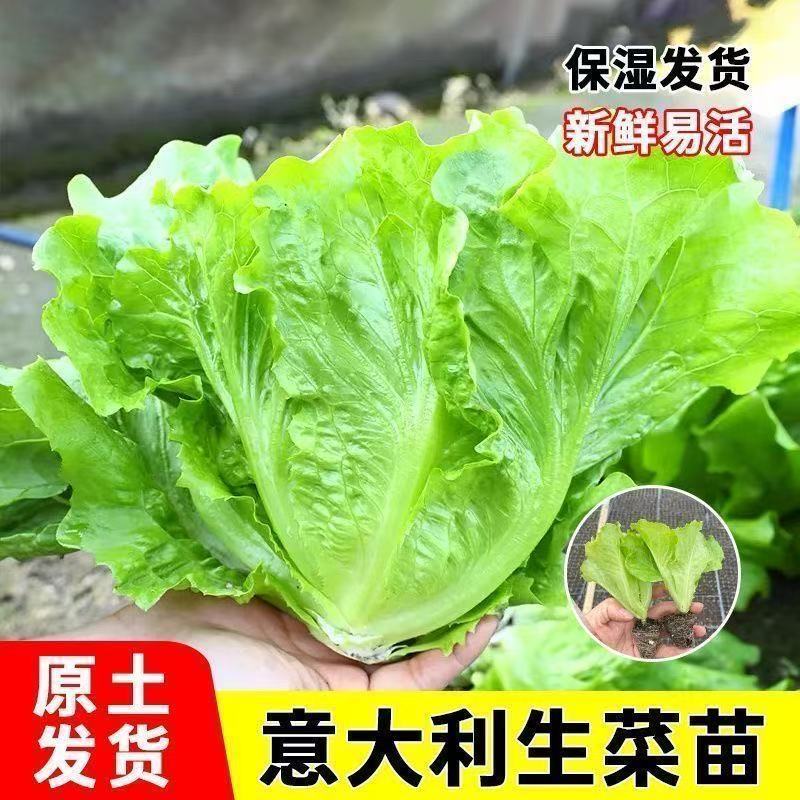 大叶生菜苗秧意大利速生菜苗四季阳台盆栽小菜园南方种植蔬菜秧苗