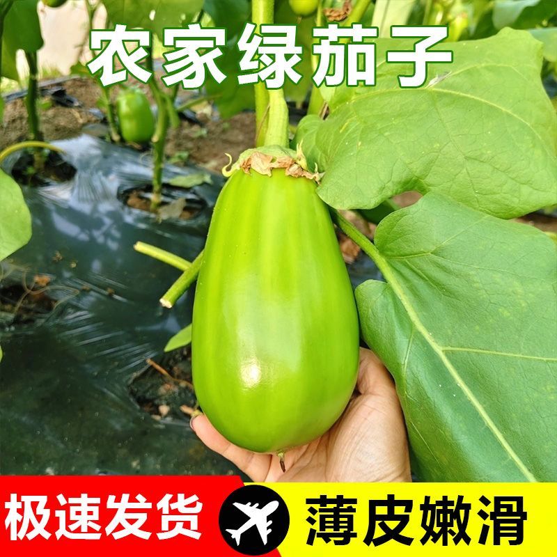 【新鲜现摘】青茄子东北特产青皮绿茄子新鲜农家自种新鲜蔬菜批发