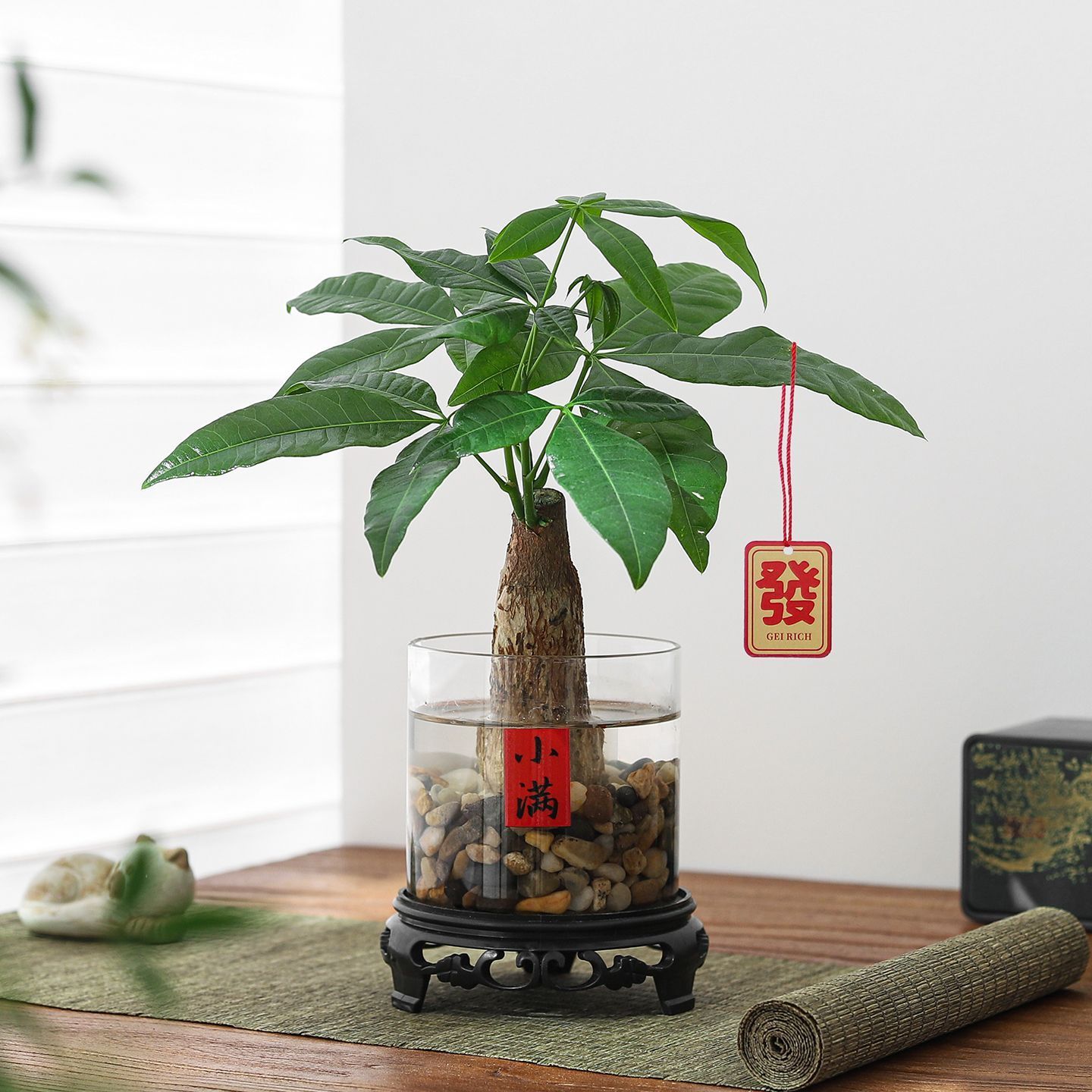 发财树小盆栽水培植物室内旺宅办公室桌面绿植懒人招财植物小摆件