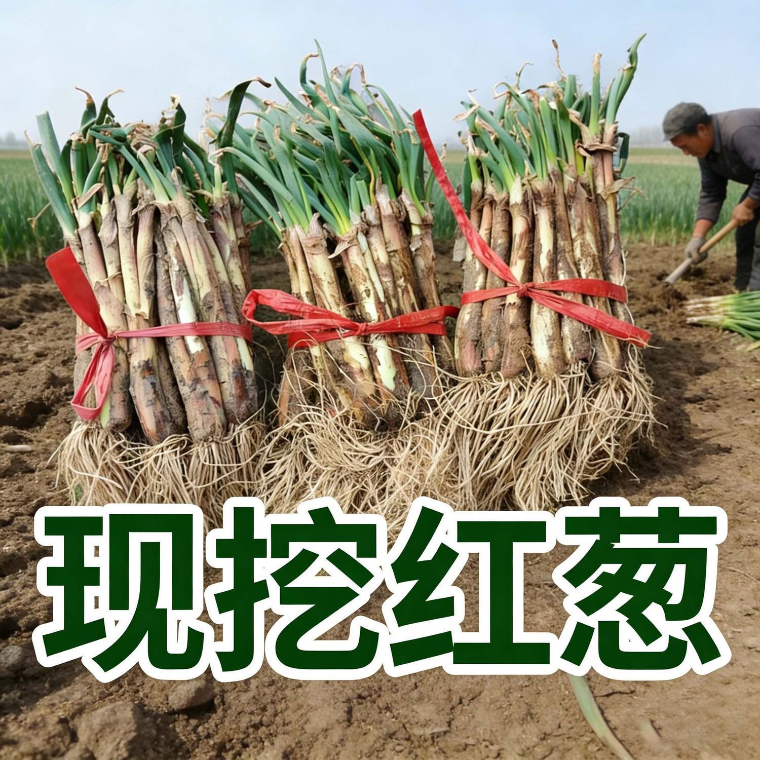 【26年现挖新葱】山西旱地红葱红皮正宗农家老葱炒菜去叶带皮批发