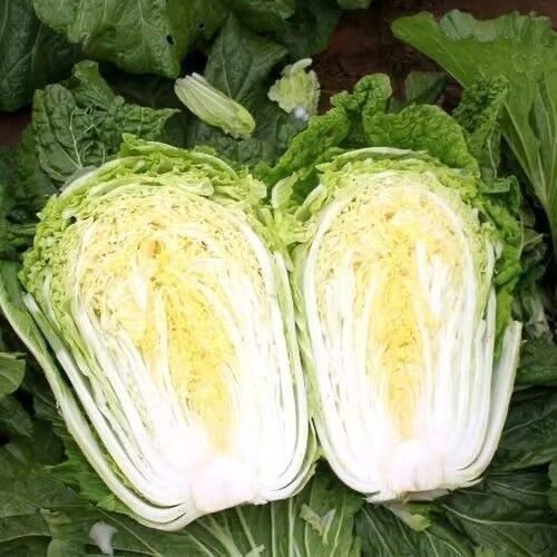 九月壮东北28斤大白菜种子东北冬储大白菜腌菜黄心包头白菜种籽