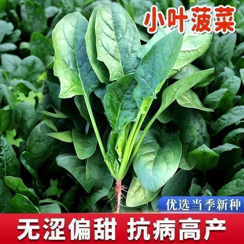 小叶菠菜种子籽小尖叶本地土波菜子春秋四季阳台盆栽蔬菜种子大全