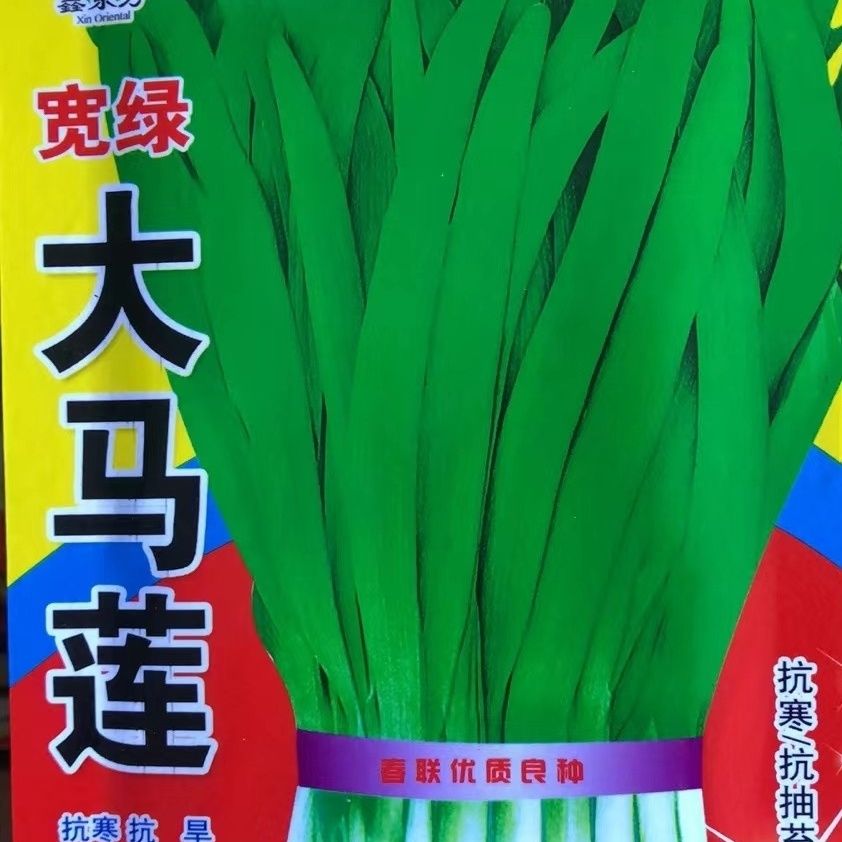 鑫东方宽绿大马莲韭菜籽全国大田基地一级良种抗病高产
