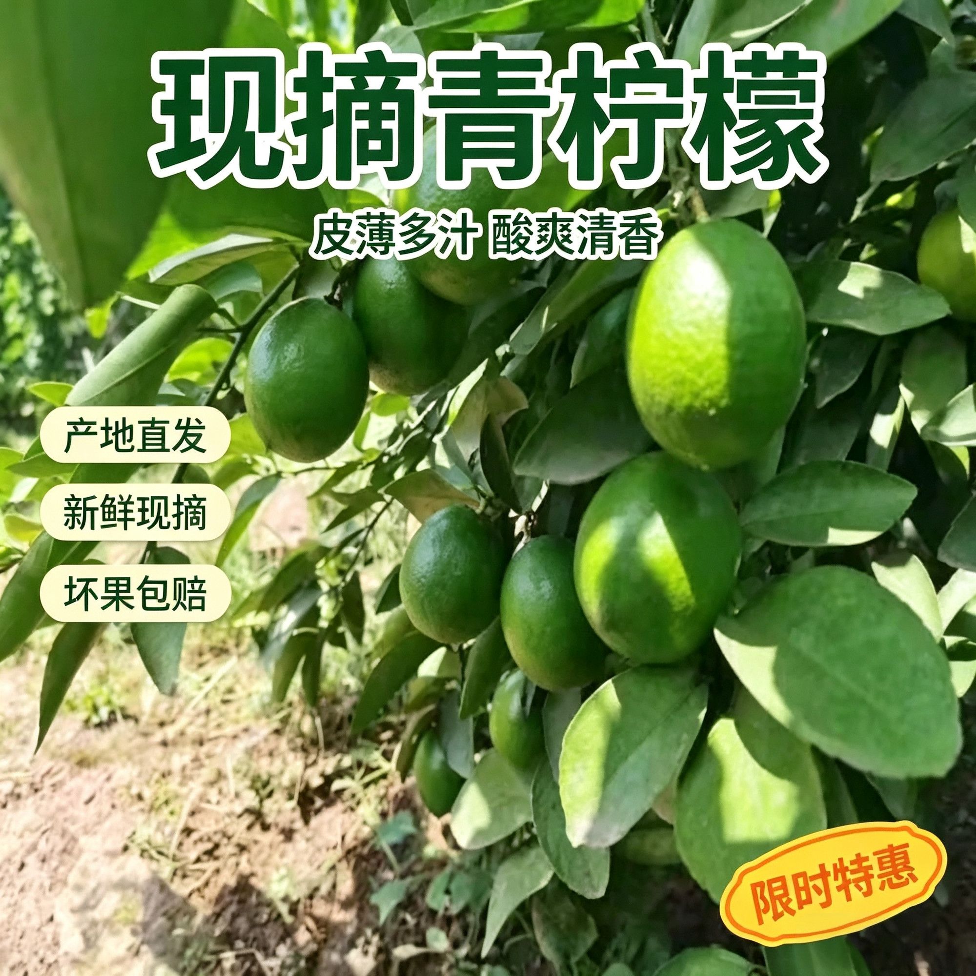 现摘塔希提无籽青柠檬皮薄多汁酸爽清香产地直发新鲜水果独立包装