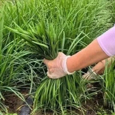 【田间直发】新鲜韭菜头茬产地直发应季蔬菜农场直供便宜包邮