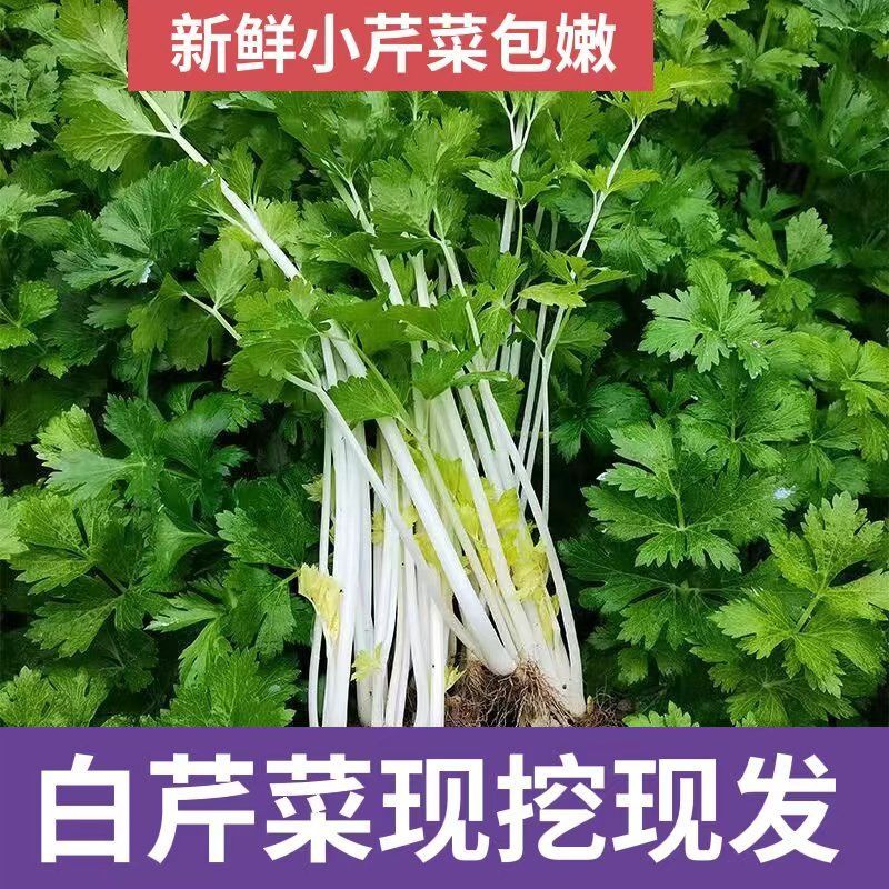 湖北新鲜白芹现挖小香芹露天白芹菜现摘农家自种本地白杆芹菜炒菜
