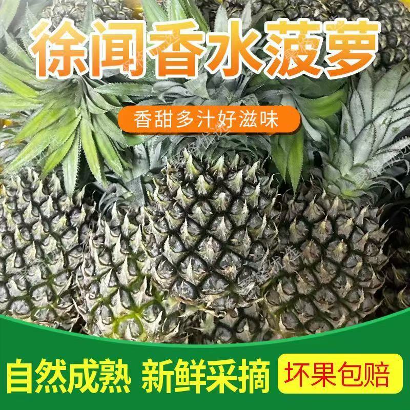 新鲜广东菠萝徐闻香水中果应季迷你整箱当季水果