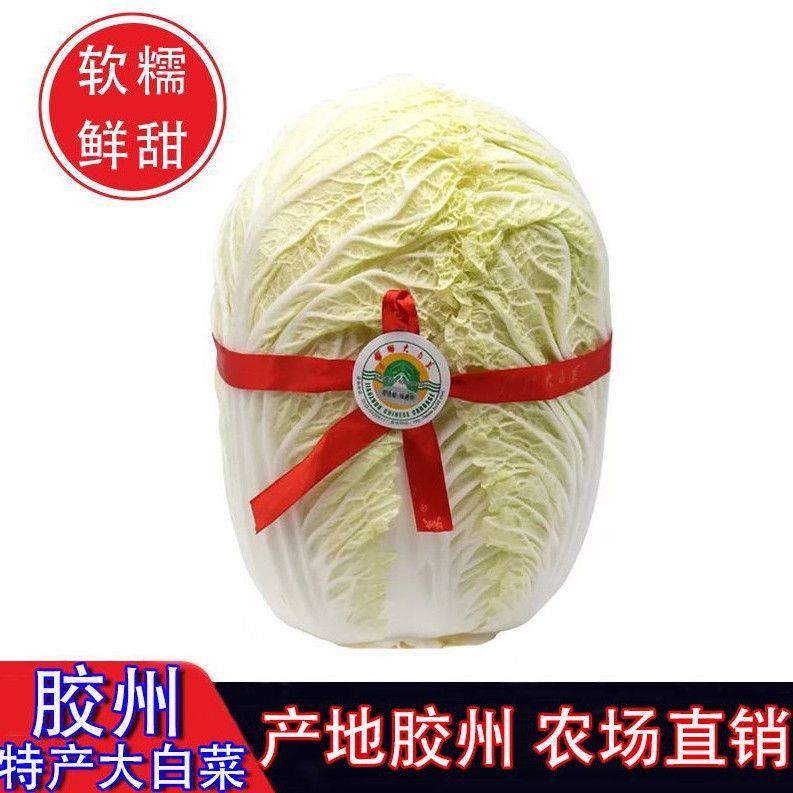 【无甲醛浸泡】胶州特产大白菜软糯鲜甜农场直采新鲜白菜耐储存