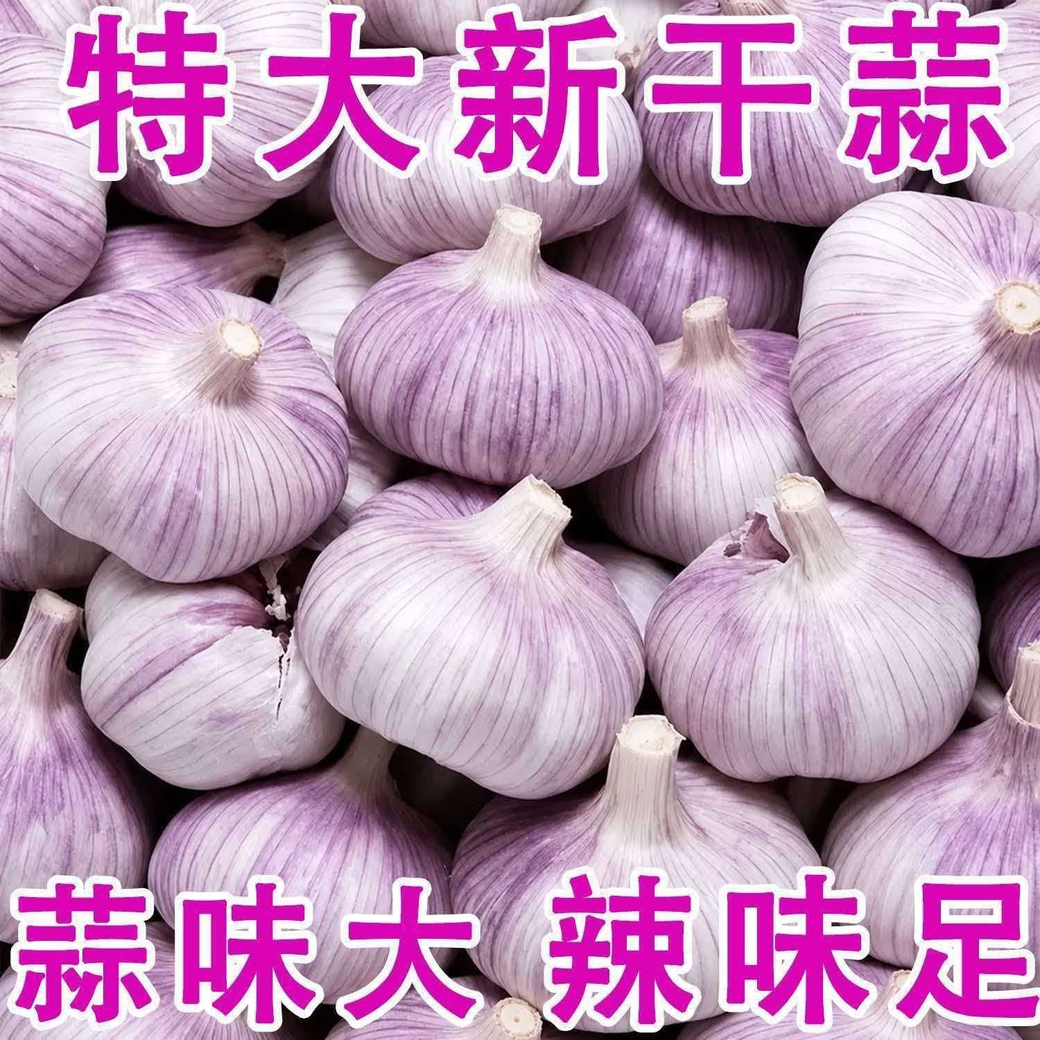 26年正宗特大十足新鲜干蒜大蒜金乡山东特产大蒜便宜家用整箱批发