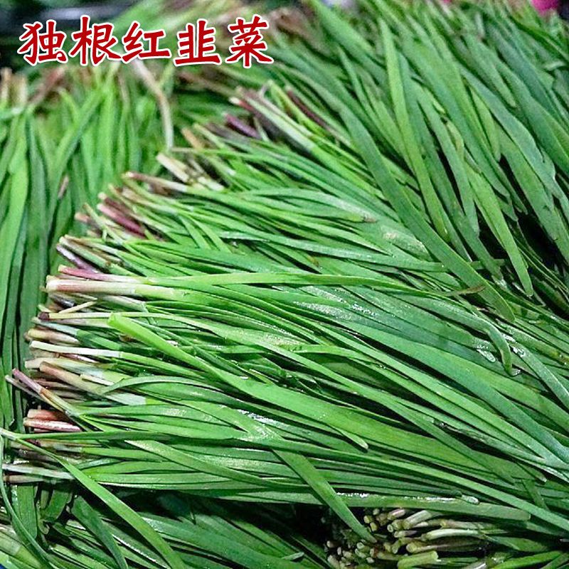 独根红韭菜种子紫根红根韭菜籽多年生蔬菜种孑收多次阳台盆栽四季