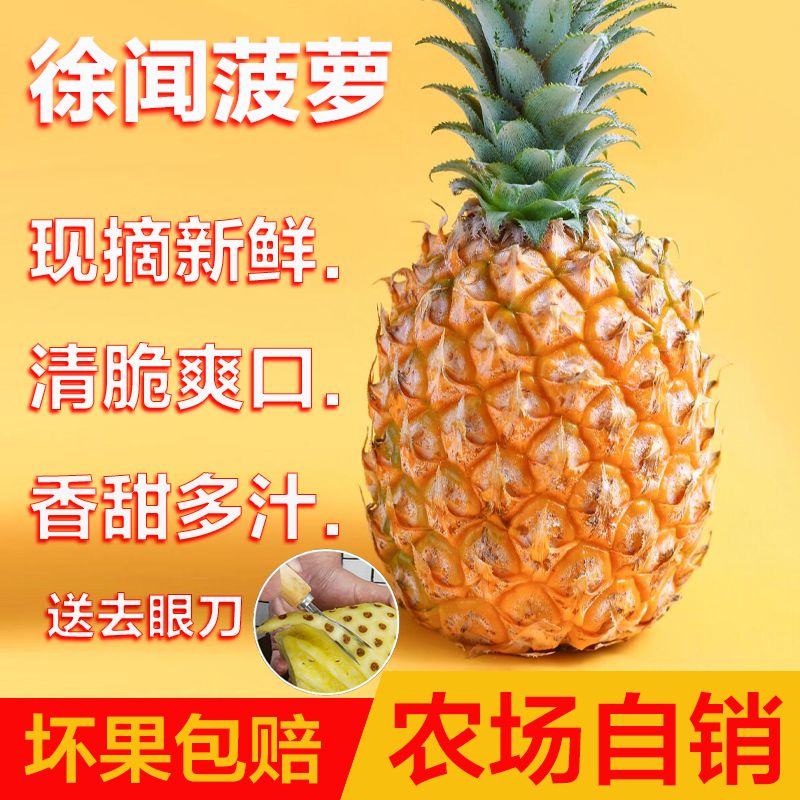正宗产地广东湛江徐闻成熟香水大菠萝农场自产自销新鲜香甜