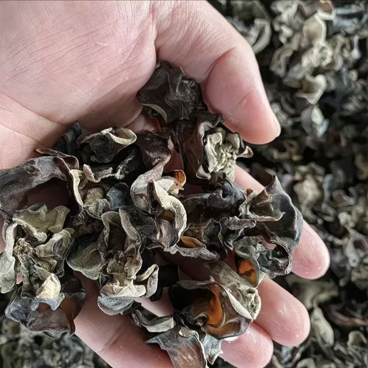 脆木耳毛木耳脆木耳火锅冒菜食材螺狮粉米线三茬木耳白背毛木耳